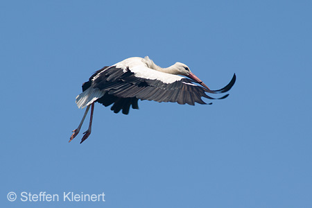 Weißstorch, Ciconia ciconia 016